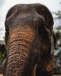 Close-up of elephant