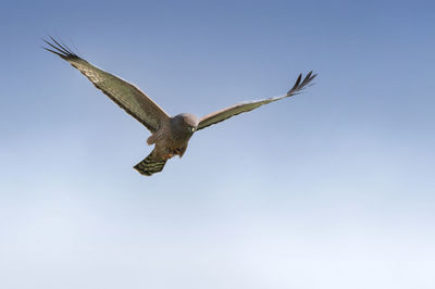 Low angle view of bird flying against clear sky