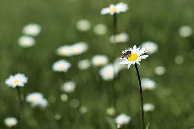 Close-up of white daisy flowers on field