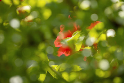 Close-up of red flowering plant