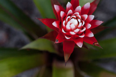 Red and white bromeliad flower with a convergent lady beetle called ladybug hippodamia convergens