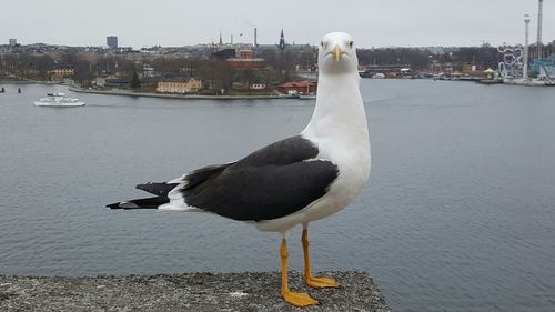 Bird perching on water