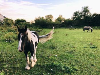 Horses in a field