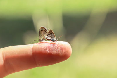 Close-up of insect on hand