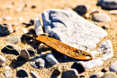 Close-up of insect