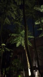 Low angle view of bamboo trees in forest at night