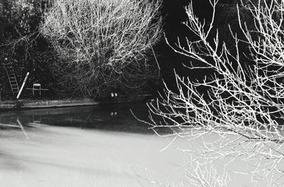 Close-up of tree during winter