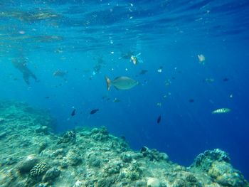 Fish swimming in sea