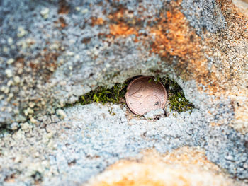 Close-up of seashell on rock