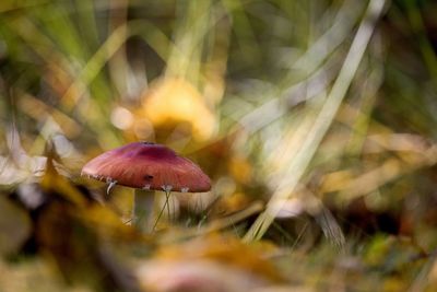 Close-up of mushroom