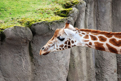 Giraffe in zoo