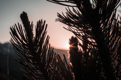 Close-up of silhouette plants against sky during sunset