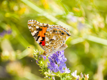 Butterfly perching on flower