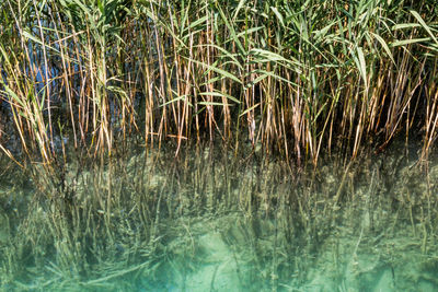 Full frame shot of plants in lake