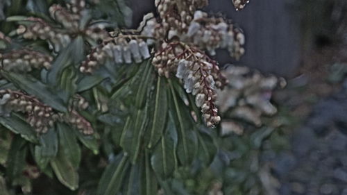 Close-up of insect on flower