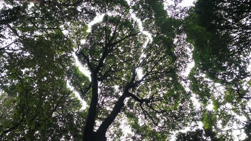 Low angle view of trees in forest against sky