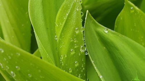 Close-up of wet plant leaves during rainy season