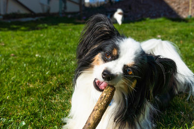 Kooper loves he's stick
