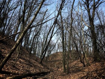 Low angle view of trees against sky
