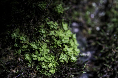 Close-up of moss growing on plant in forest