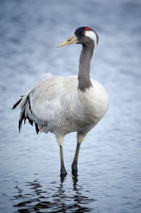 Eurasian crane at lake hornborga