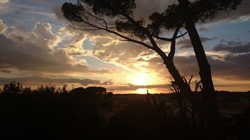 Silhouette of trees at sunset