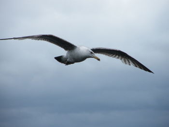 Low angle view of bird flying against sky