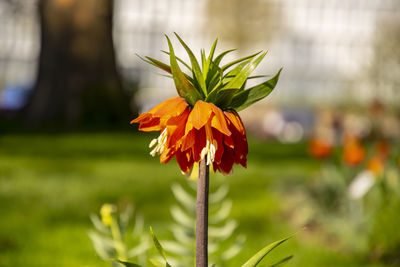 Close-up of orange flowering plant