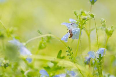 Close-up of purple flowering plant