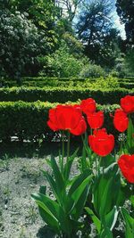 Red poppy flowers blooming in park