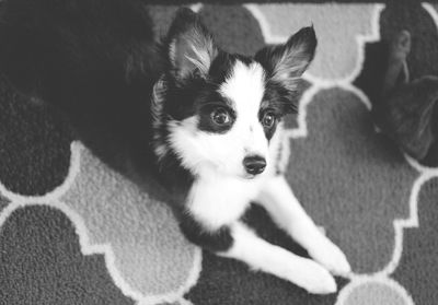 High angle view of australian shepherd puppy relaxing on carpet