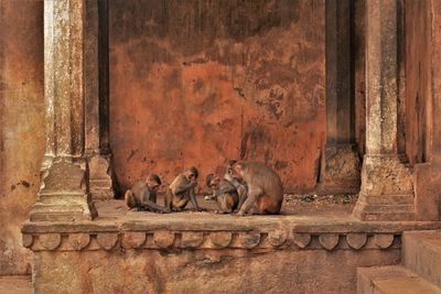 Monkey sleeping on wall