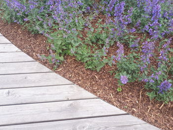 High angle view of potted plants on wooden table