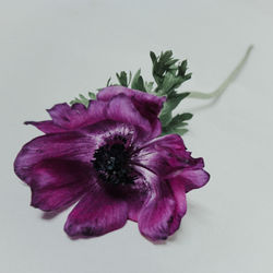 Close-up of purple flowers