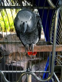 Close-up of toucan in cage