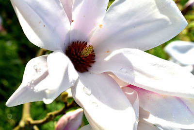 Close-up of flower blooming outdoors