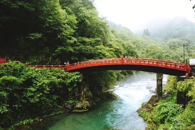 Arch bridge over river in forest