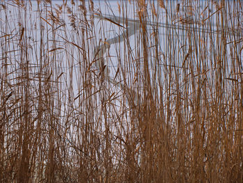 Full frame shot of plants in lake