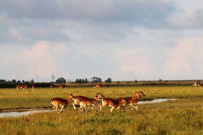 Deer crosssing a water course in an open field.
