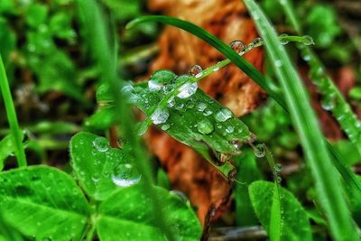 Close-up of wet leaves on rainy day