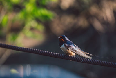 Close-up of bird perching on metal