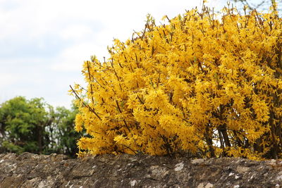 Close-up of yellow flowering plants against sky during autumn