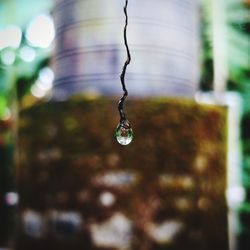 Close-up of water drops on plant