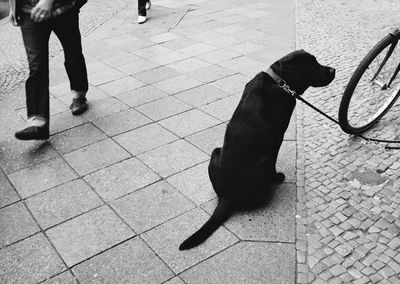 Dog standing on sidewalk