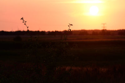 Silhouette plants on field against sky during sunset