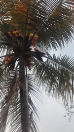 Low angle view of palm tree against sky