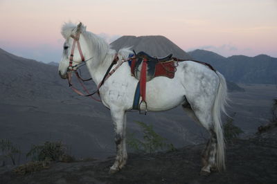 White horse standing on hill at dusk