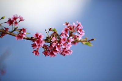 Low angle view of pink cherry blossoms against sky