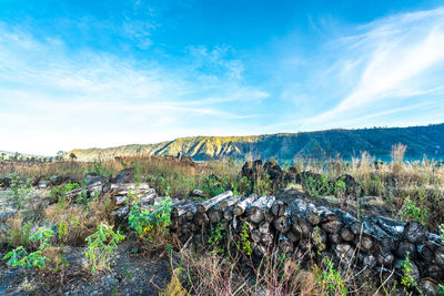 Plants growing on land against sky