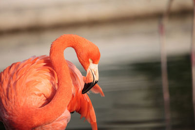 Pink caribbean flamingo, phoenicopterus ruber, in the middle of flock flamingos during breeding seas